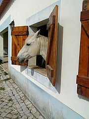 Box para cavalos