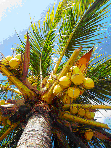 coqueiro moçambique